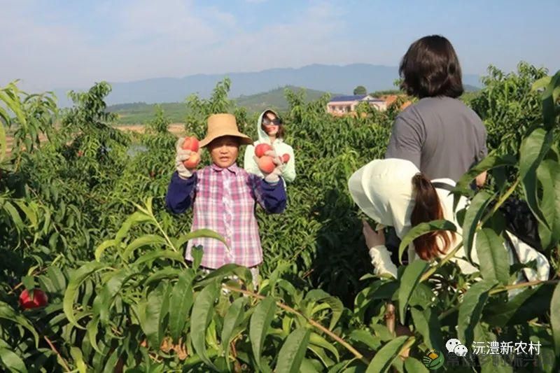 【走进临澧】解锁太浮山夏日甜蜜,一起来摘个“夏天” 露个野营吧(图5) 【走进临澧】解锁太浮山夏日甜蜜,一起来摘个“夏天” 露个野营吧(图5)
