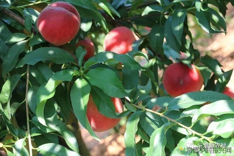 【走进临澧】解锁太浮山夏日甜蜜,一起来摘个“夏天” 露个野营吧(图14) 【走进临澧】解锁太浮山夏日甜蜜,一起来摘个“夏天” 露个野营吧(图14)