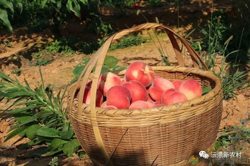 【走进临澧】解锁太浮山夏日甜蜜,一起来摘个“夏天” 露个野营吧(图13) 【走进临澧】解锁太浮山夏日甜蜜,一起来摘个“夏天” 露个野营吧(图13)