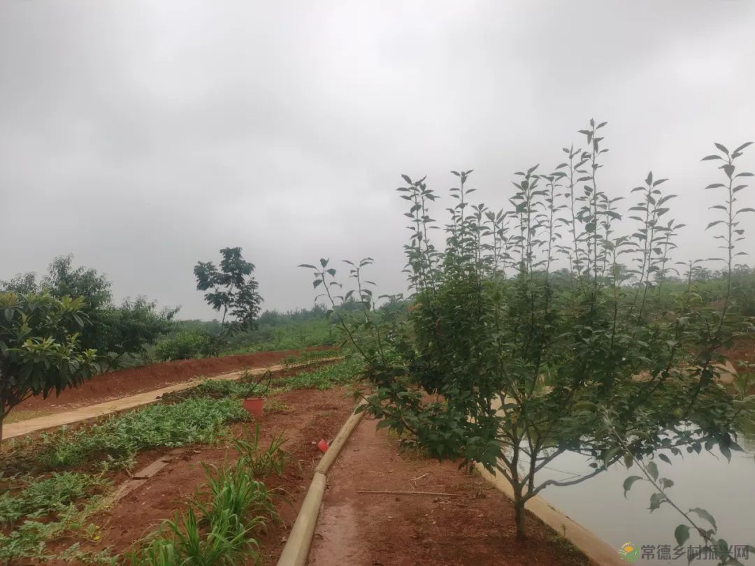 常德市精亲友协会开展送技术下乡、关爱精亲友农户活动(图7) 常德市精亲友协会开展送技术下乡、关爱精亲友农户活动(图7)