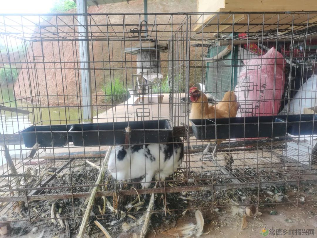 常德市精亲友协会开展送技术下乡、关爱精亲友农户活动(图11) 常德市精亲友协会开展送技术下乡、关爱精亲友农户活动(图11)