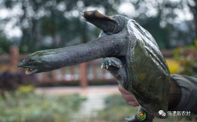 【寻味常德】从一钵常德甲鱼说起