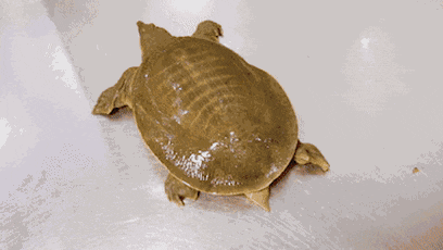 【寻味常德】从一钵常德甲鱼说起(图2) 【寻味常德】从一钵常德甲鱼说起(图2)