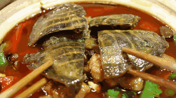【寻味常德】从一钵常德甲鱼说起(图3) 【寻味常德】从一钵常德甲鱼说起(图3)