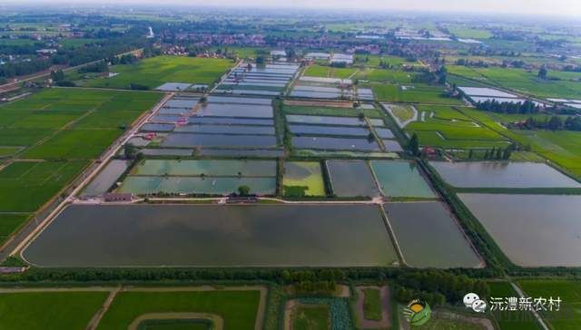 【寻味常德】从一钵常德甲鱼说起(图9) 【寻味常德】从一钵常德甲鱼说起(图9)