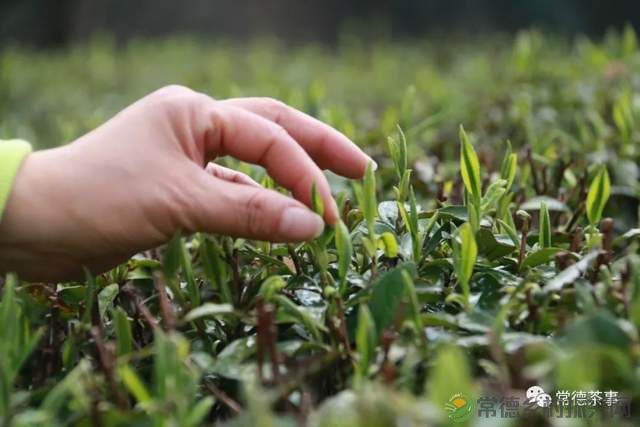 君和榜上有名 中茶杯第十三届鼎承茶王赛·春季赛成绩新鲜出炉!(图28) 君和榜上有名 中茶杯第十三届鼎承茶王赛·春季赛成绩新鲜出炉!(图28)