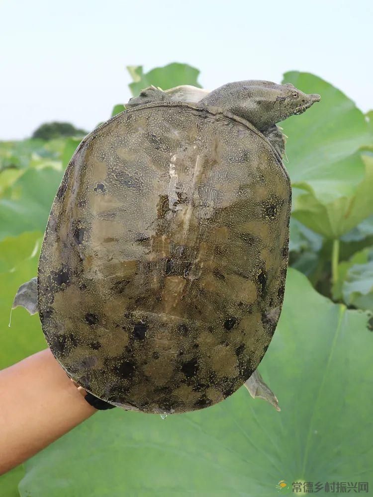 常德甲鱼唯美仙,仙湖甲鱼看过来......(图9) 常德甲鱼唯美仙,仙湖甲鱼看过来......(图9)