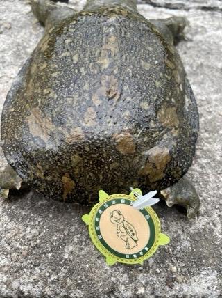 别认错了！带有“二维码身份证”的正宗汉寿甲鱼亮相