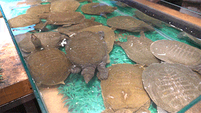 游世外桃源，品常德甲鱼(图7)