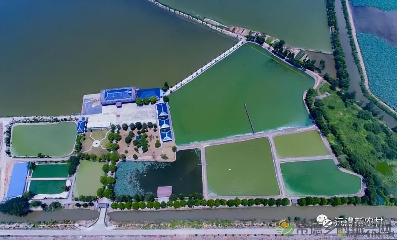 游世外桃源，品常德甲鱼(图8)