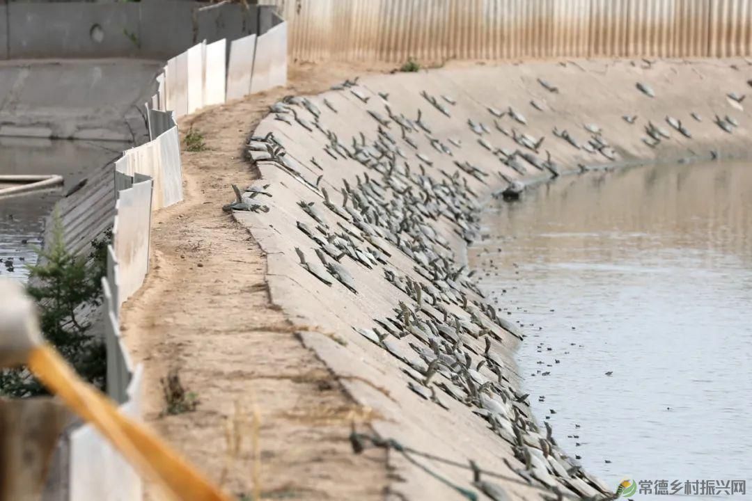 【沅澧新农人】梁波:从知名餐厨到甲鱼王子的华丽转身(图6) 【沅澧新农人】梁波:从知名餐厨到甲鱼王子的华丽转身(图6)