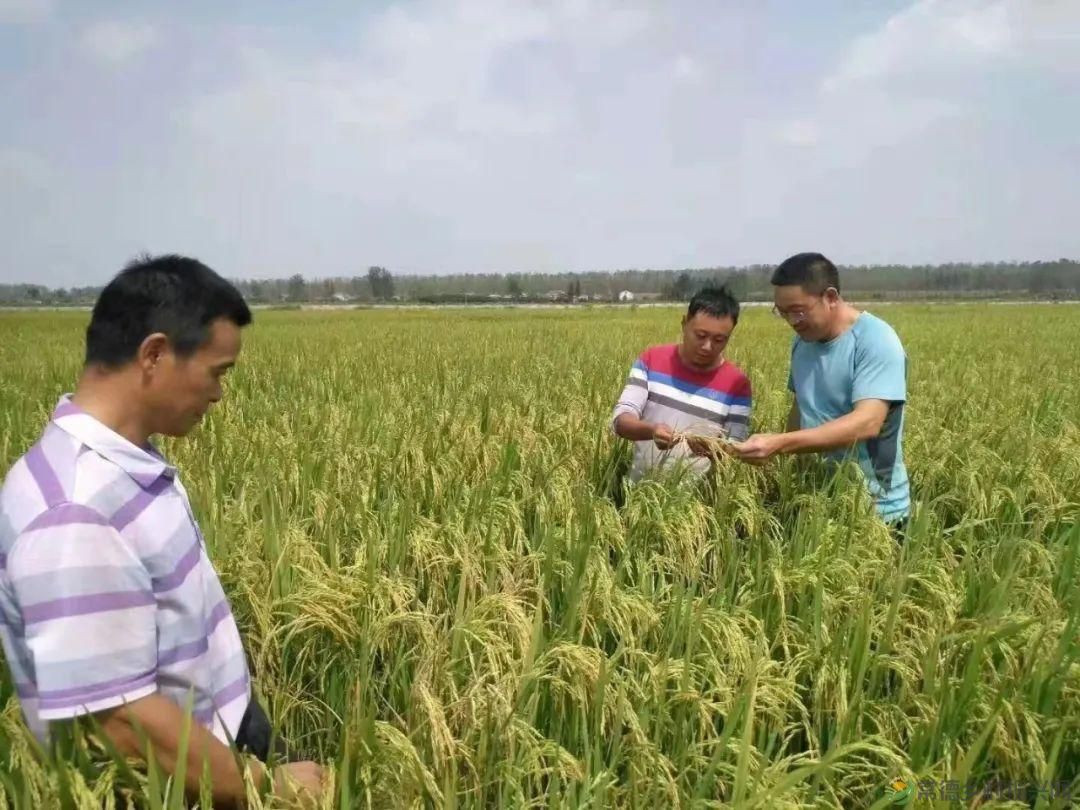 【沅澧新农人】梁波:从知名餐厨到甲鱼王子的华丽转身(图12) 【沅澧新农人】梁波:从知名餐厨到甲鱼王子的华丽转身(图12)