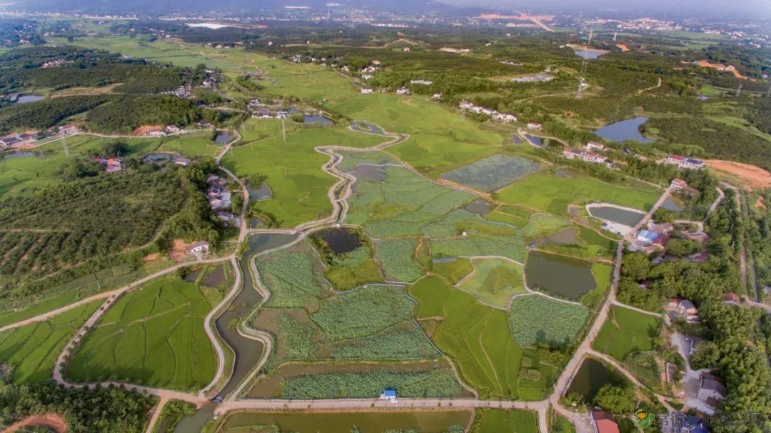 【沅澧新农人】林明学:我与嘉莲两相惜,共养荷鳖换千金(图2) 【沅澧新农人】林明学:我与嘉莲两相惜,共养荷鳖换千金(图2)