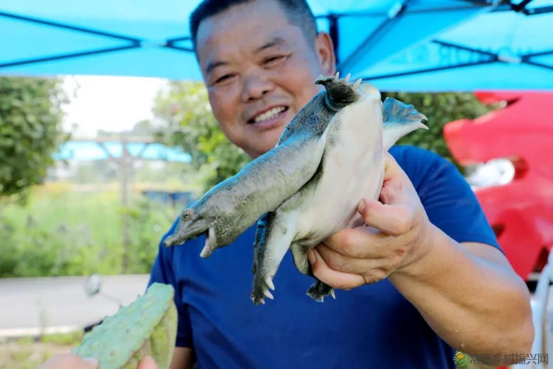 【沅澧新农人】林明学:我与嘉莲两相惜,共养荷鳖换千金(图3) 【沅澧新农人】林明学:我与嘉莲两相惜,共养荷鳖换千金(图3)