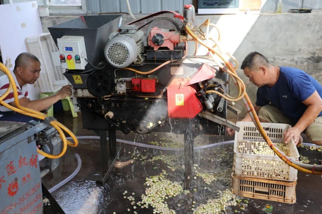 【沅澧新农人】林明学:我与嘉莲两相惜,共养荷鳖换千金(图9) 【沅澧新农人】林明学:我与嘉莲两相惜,共养荷鳖换千金(图9)