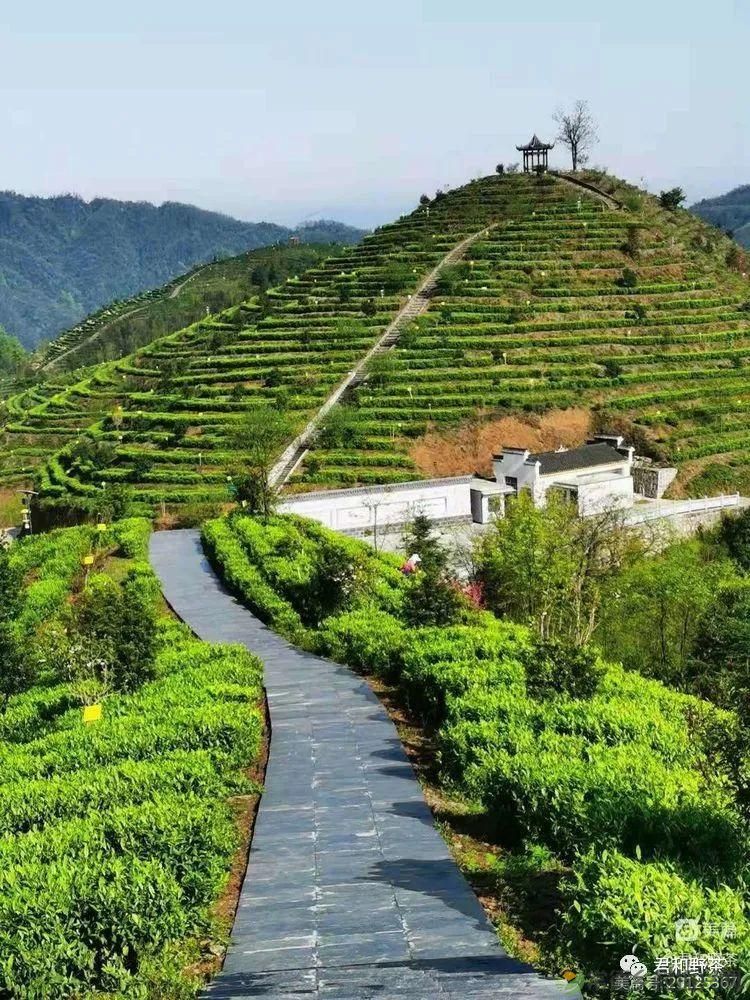 来君和, 不止有茶,还有蔡家塘的假日时光(图2) 来君和, 不止有茶,还有蔡家塘的假日时光(图2)