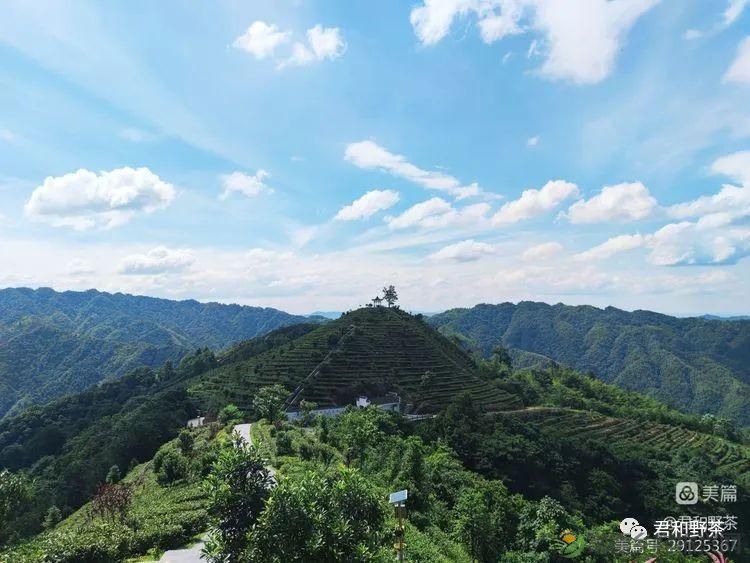 来君和, 不止有茶,还有蔡家塘的假日时光(图3) 来君和, 不止有茶,还有蔡家塘的假日时光(图3)