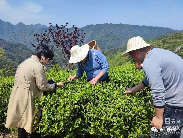 来君和, 不止有茶,还有蔡家塘的假日时光(图11) 来君和, 不止有茶,还有蔡家塘的假日时光(图11)