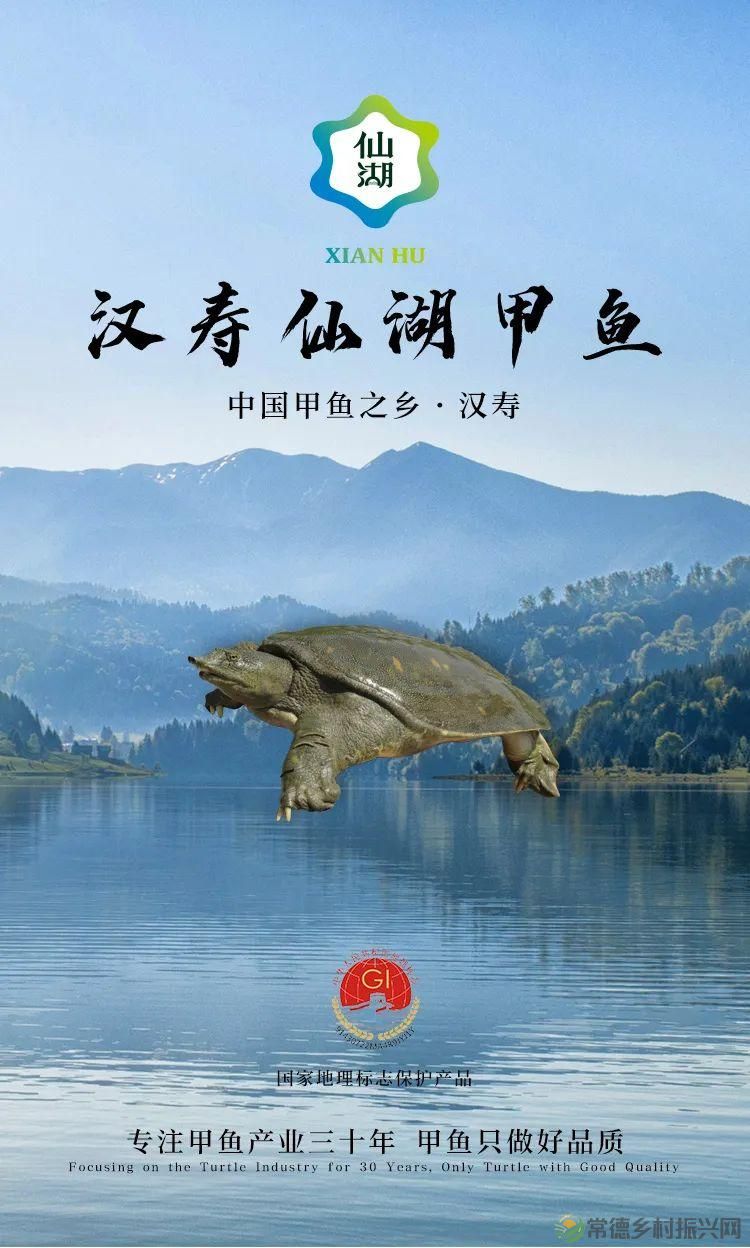 常德常精彩 甲鱼甲天下——汉寿仙湖甲鱼(图1)