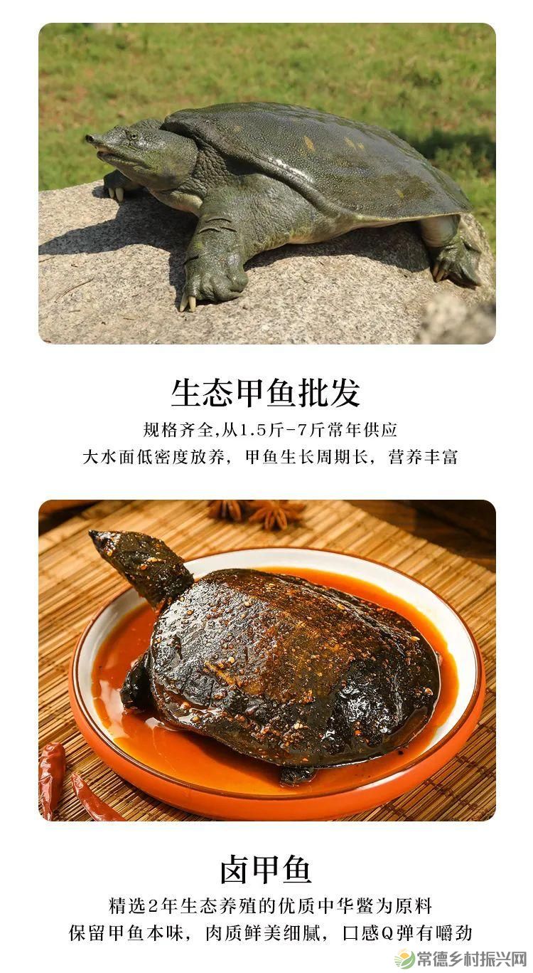 常德常精彩 甲鱼甲天下——汉寿仙湖甲鱼(图4)