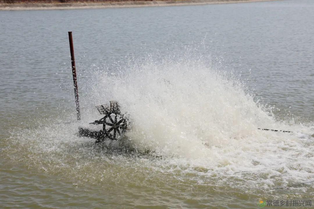 【沅澧新农人】罗强:创新水产新模式 探索发展新思路(图10) 【沅澧新农人】罗强:创新水产新模式 探索发展新思路(图10)