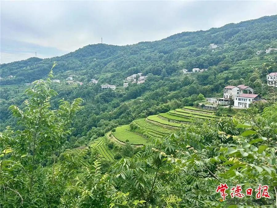 常德4个茶叶产品获评“五星名茶”(图1) 常德4个茶叶产品获评“五星名茶”(图1)