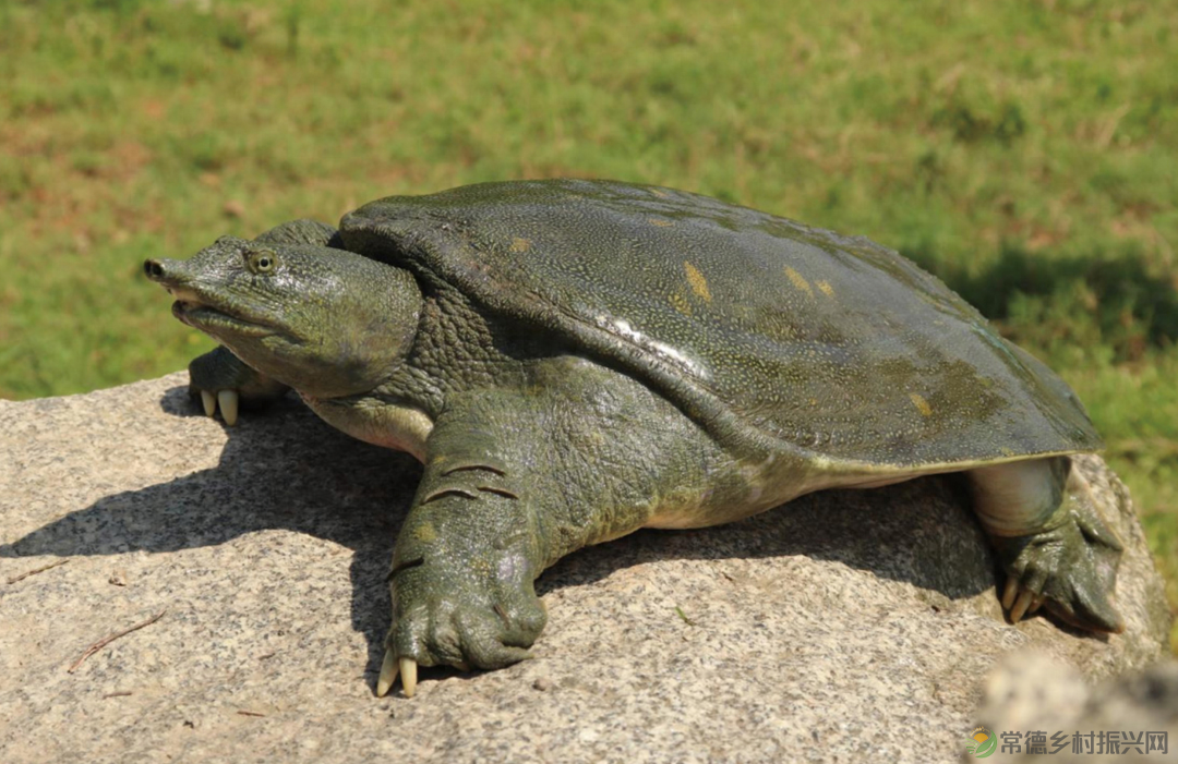 【常德甲鱼】溯源常德甲鱼养殖的前世今生(图1)