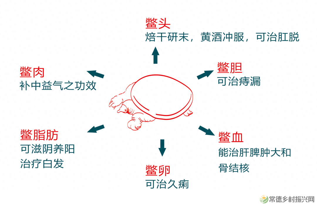 【常德甲鱼】溯源常德甲鱼养殖的前世今生(图2)