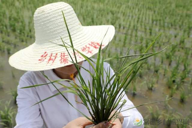 常德新增一所学校——他的名字叫常德鼎城乡村振兴学校、为湖南省第一所区(县)级乡村振兴学校(图14) 常德新增一所学校——他的名字叫常德鼎城乡村振兴学校、为湖南省第一所区(县)级乡村振兴学校(图14)