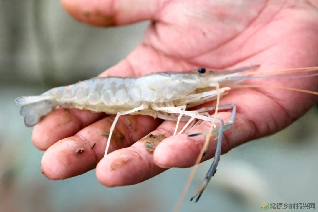 【沅澧新农人】姚飞鸿 鳄鱼岛主的别样人生(图6) 【沅澧新农人】姚飞鸿 鳄鱼岛主的别样人生(图6)