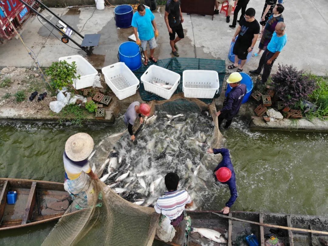 【沅澧新农人】姚飞鸿 鳄鱼岛主的别样人生(图8) 【沅澧新农人】姚飞鸿 鳄鱼岛主的别样人生(图8)