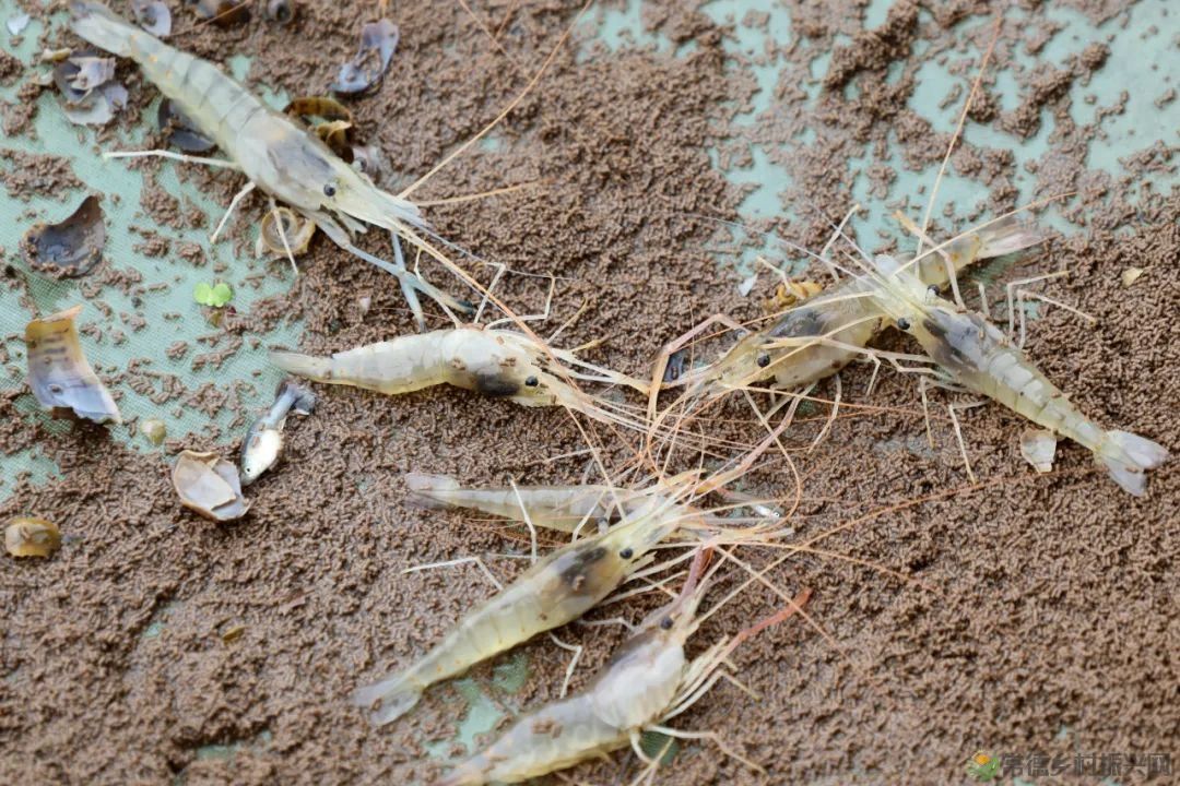 【沅澧新农人】姚飞鸿 鳄鱼岛主的别样人生(图7) 【沅澧新农人】姚飞鸿 鳄鱼岛主的别样人生(图7)