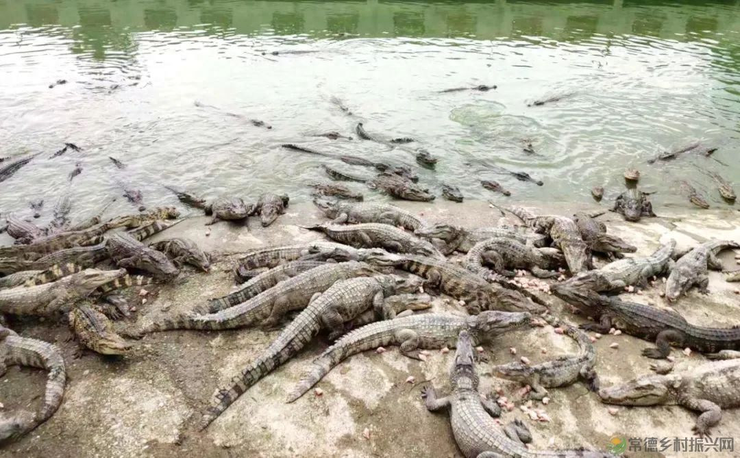 【沅澧新农人】姚飞鸿 鳄鱼岛主的别样人生(图10) 【沅澧新农人】姚飞鸿 鳄鱼岛主的别样人生(图10)