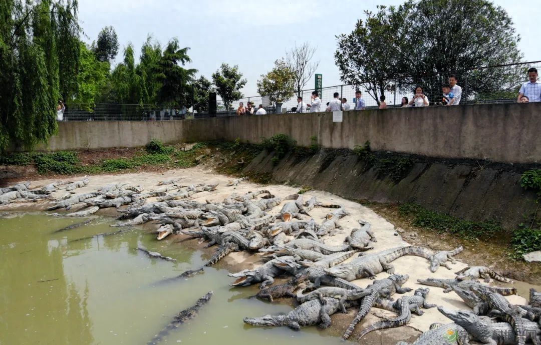 【沅澧新农人】姚飞鸿 鳄鱼岛主的别样人生(图9) 【沅澧新农人】姚飞鸿 鳄鱼岛主的别样人生(图9)