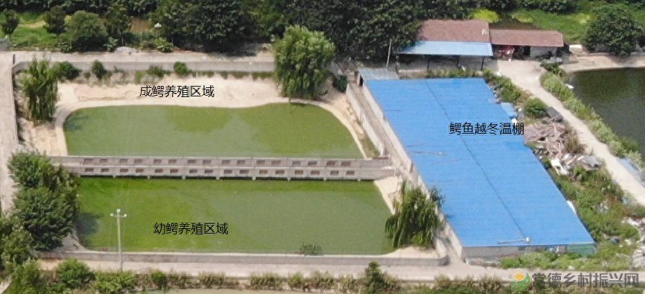 【沅澧新农人】姚飞鸿 鳄鱼岛主的别样人生(图13) 【沅澧新农人】姚飞鸿 鳄鱼岛主的别样人生(图13)