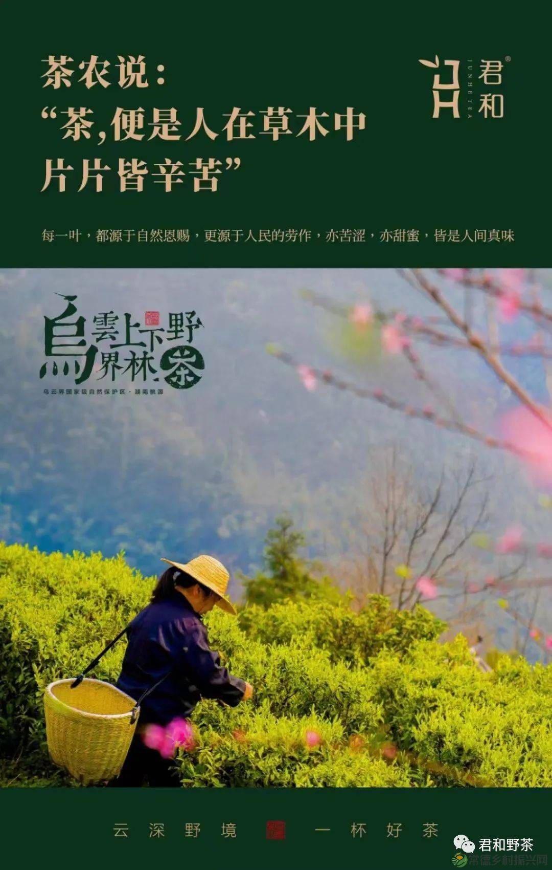 第十五届湖南茶业博览会开幕 君和茶业参展(图2) 1b6564846cf043e787308bdf386d7da9.jpeg