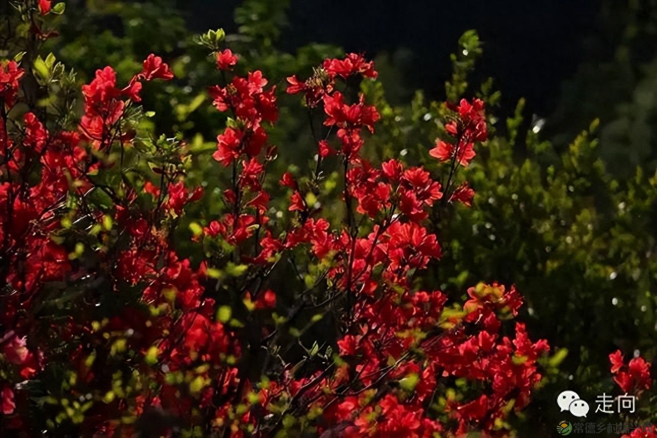 【走进临澧】美女摄影师眼中的太浮山(图9)