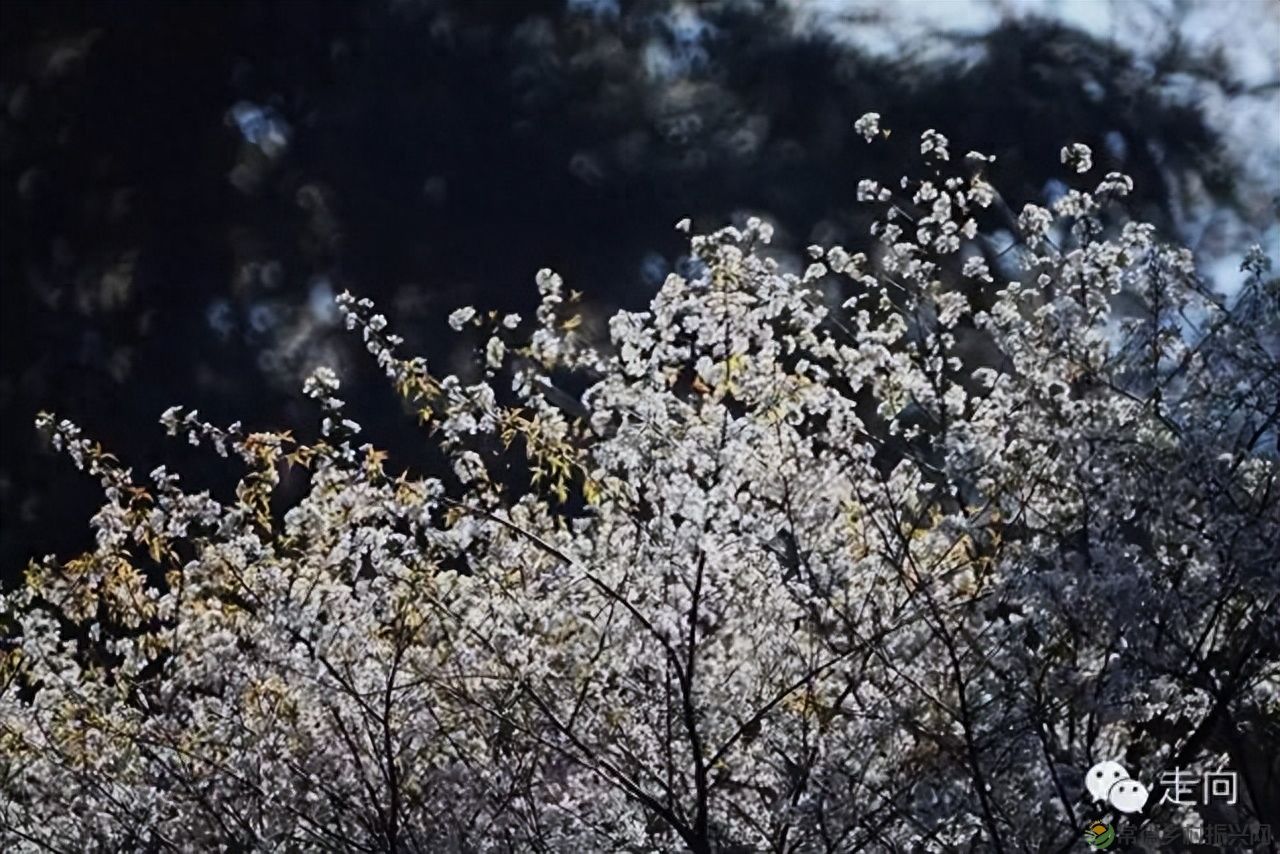 【走进临澧】美女摄影师眼中的太浮山(图10)