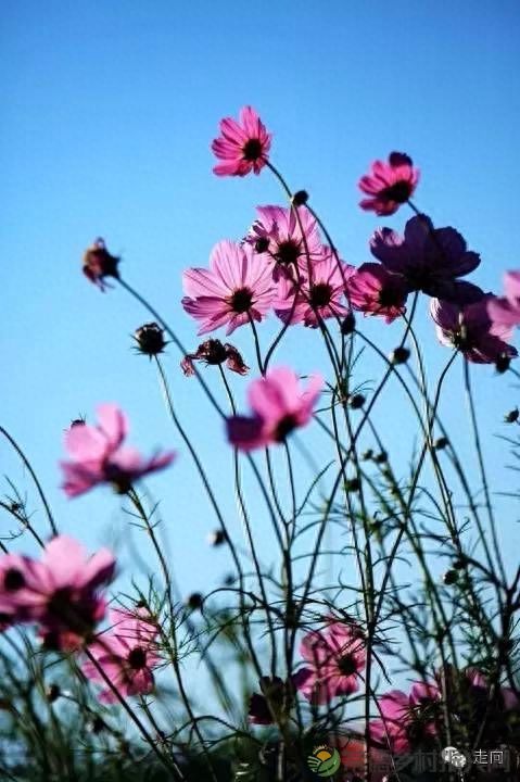 【走进临澧】美女摄影师眼中的太浮山(图11)