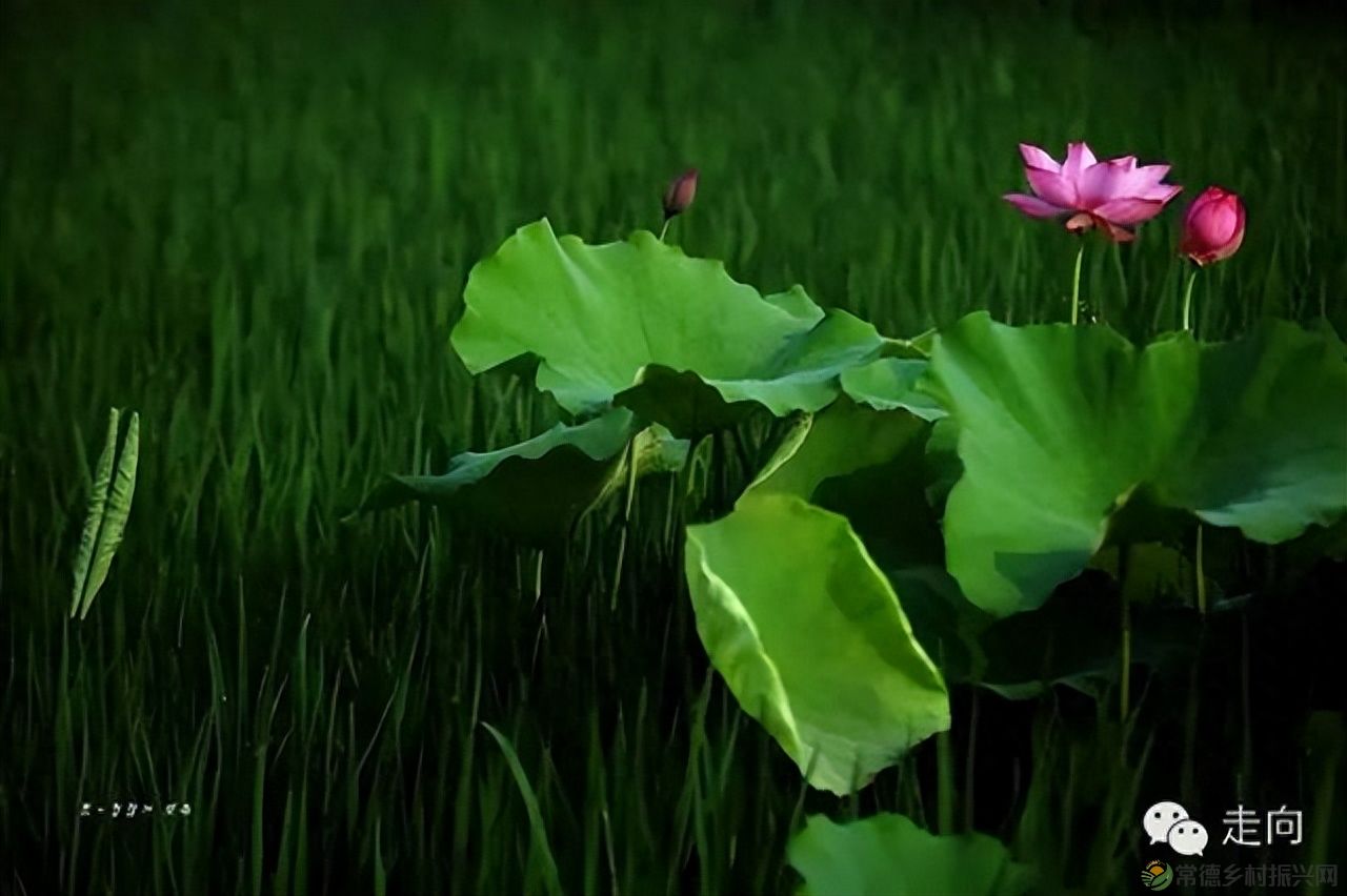 【走进临澧】美女摄影师眼中的太浮山(图15)