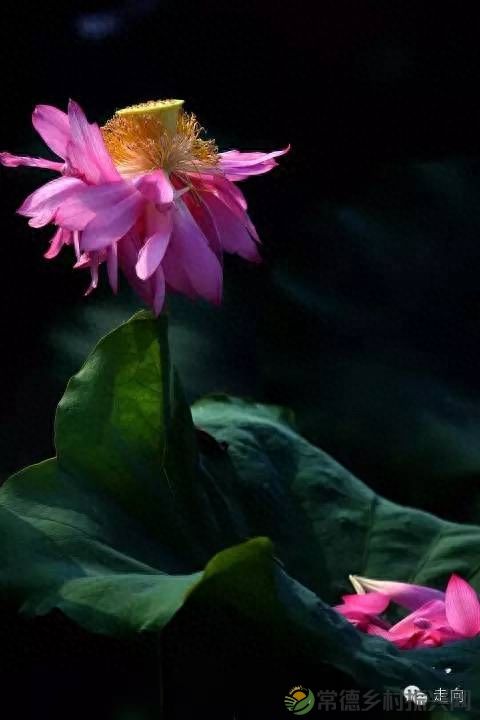 【走进临澧】美女摄影师眼中的太浮山(图16)