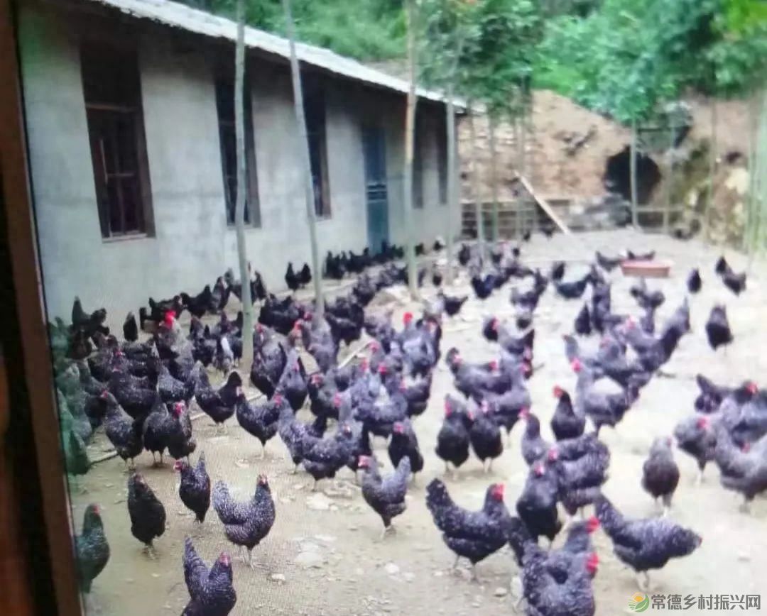 【走进临澧】建议收藏!太浮山周边的美食攻略值友都帮你预备好了(图13) 【走进临澧】建议收藏!太浮山周边的美食攻略值友都帮你预备好了(图13)