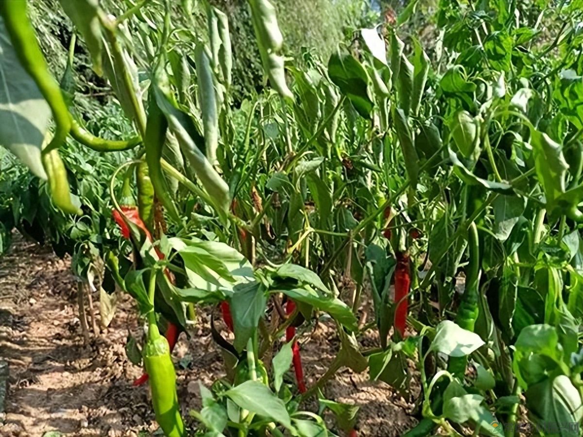 【走进临澧】建议收藏!太浮山周边的美食攻略值友都帮你预备好了(图37) 【走进临澧】建议收藏!太浮山周边的美食攻略值友都帮你预备好了(图37)