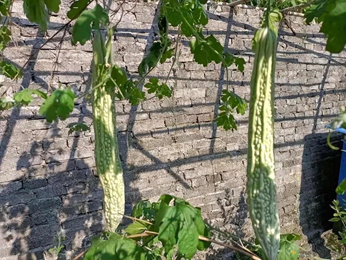 【走进临澧】建议收藏!太浮山周边的美食攻略值友都帮你预备好了(图38) 【走进临澧】建议收藏!太浮山周边的美食攻略值友都帮你预备好了(图38)