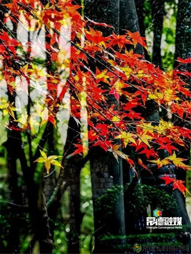 【走进临澧】他用镜头记录了太浮山的春夏秋冬...(图13) 【走进临澧】他用镜头记录了太浮山的春夏秋冬...(图13)