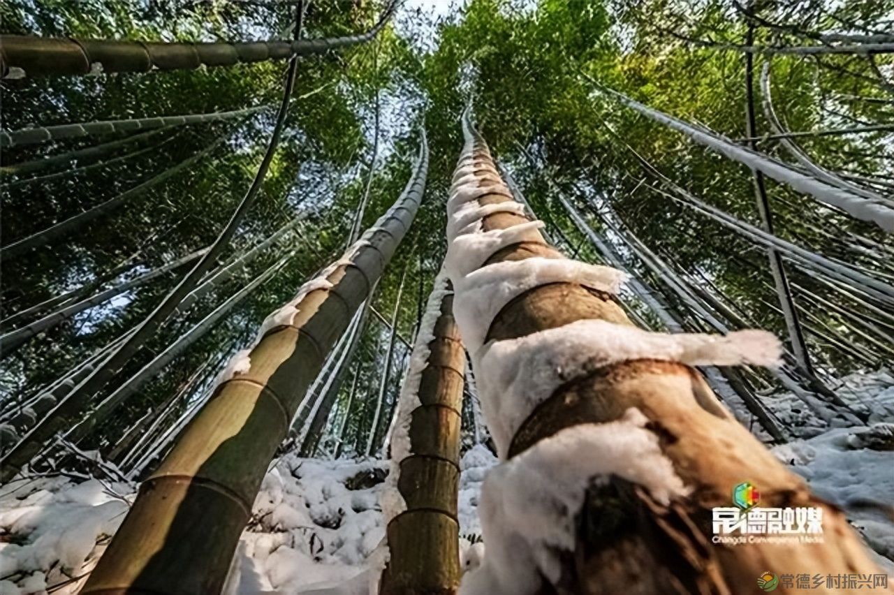 【走进临澧】他用镜头记录了太浮山的春夏秋冬...(图16) 【走进临澧】他用镜头记录了太浮山的春夏秋冬...(图16)