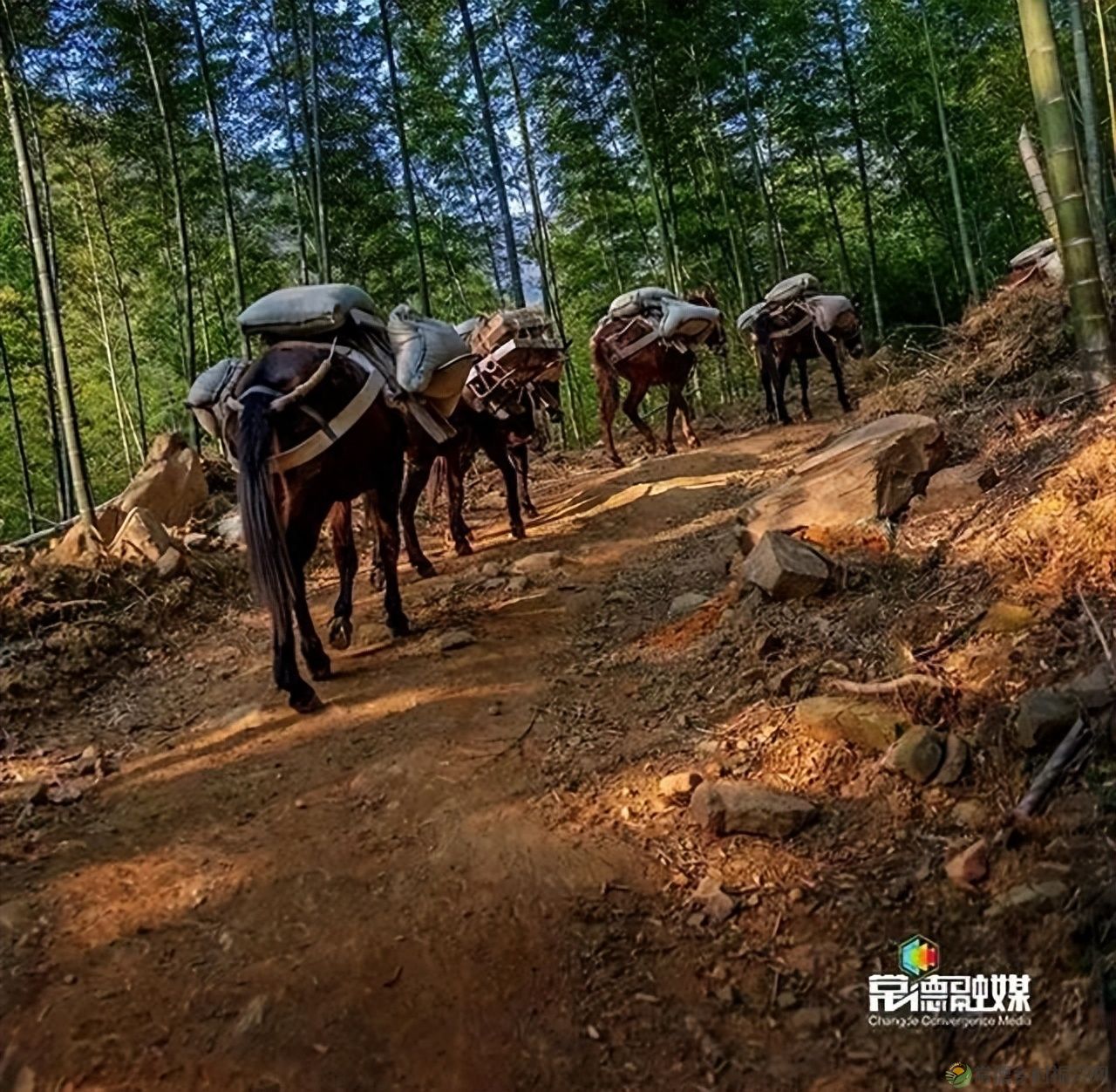 【走进临澧】他用镜头记录了太浮山的春夏秋冬...(图19) 【走进临澧】他用镜头记录了太浮山的春夏秋冬...(图19)