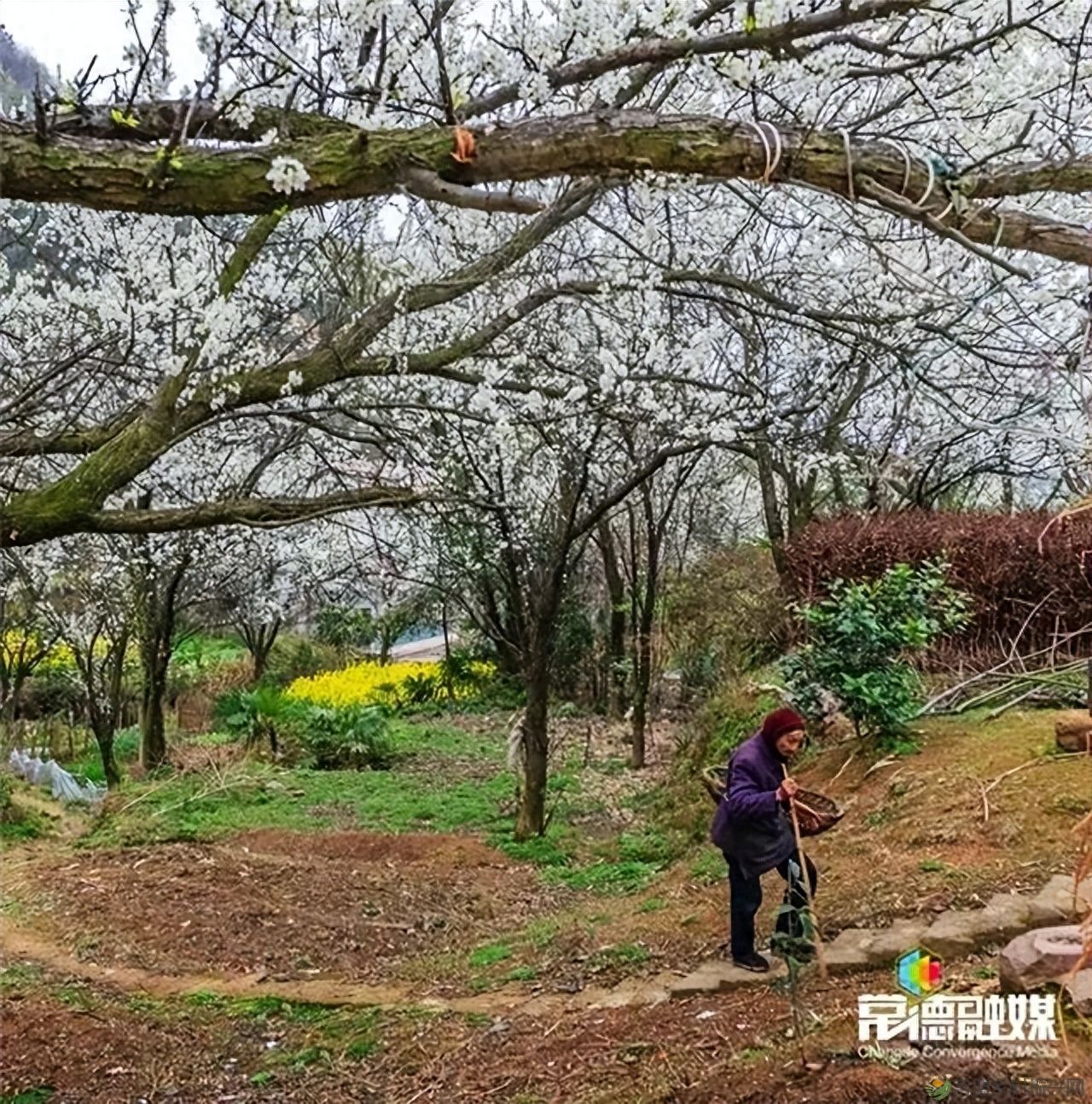 【走进临澧】他用镜头记录了太浮山的春夏秋冬...(图21) 【走进临澧】他用镜头记录了太浮山的春夏秋冬...(图21)