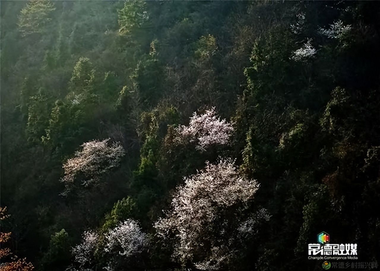 【走进临澧】他用镜头记录了太浮山的春夏秋冬...(图26) 【走进临澧】他用镜头记录了太浮山的春夏秋冬...(图26)
