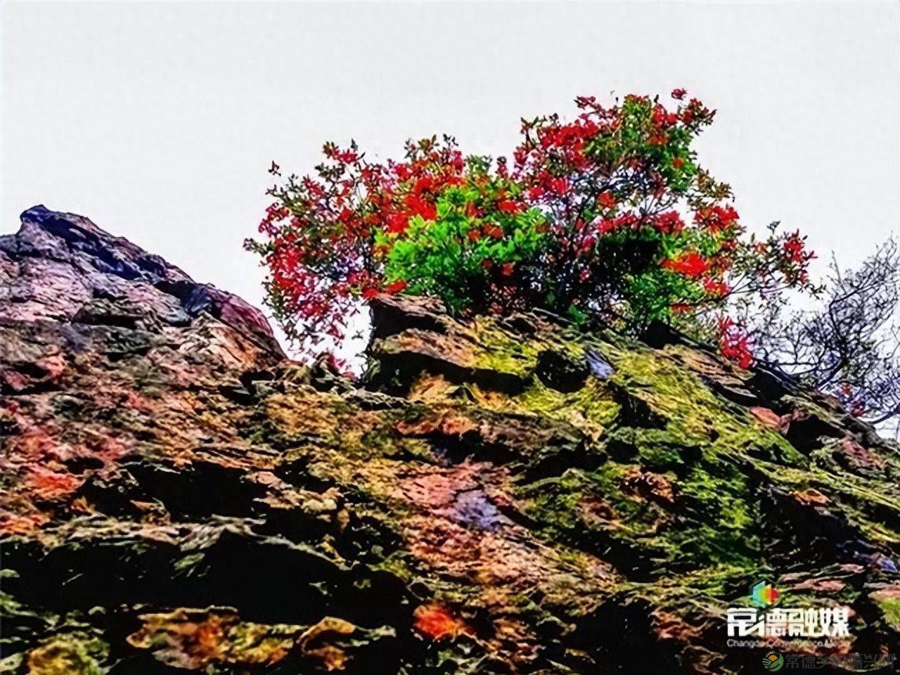 【走进临澧】他用镜头记录了太浮山的春夏秋冬...(图30) 【走进临澧】他用镜头记录了太浮山的春夏秋冬...(图30)